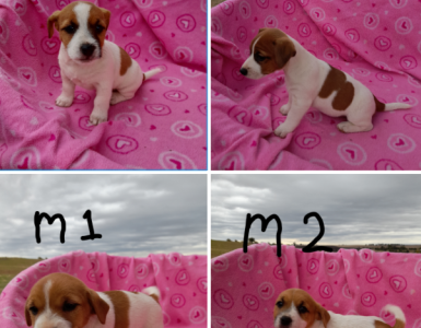 Jack Russell Puppies