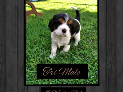 Pure-Bred Cavalier King Charles Spaniel Male
