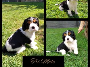 Pure-Bred Cavalier King Charles Spaniel Male