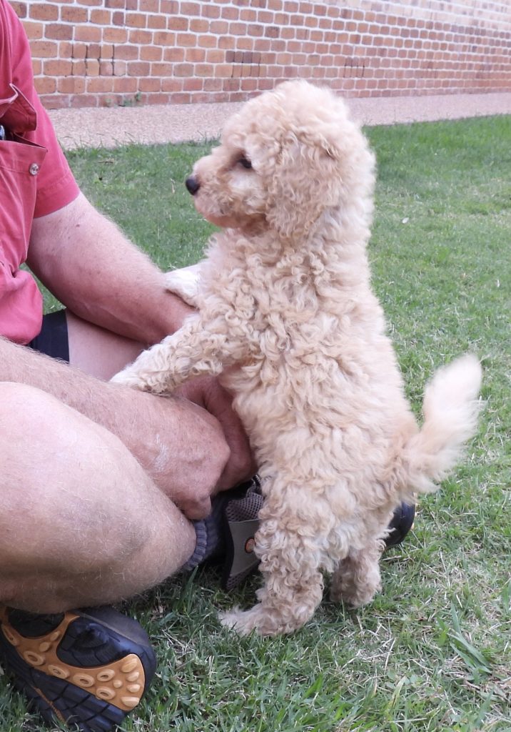 Apricot Miniature Poodles Toowoomba PetsForHomes