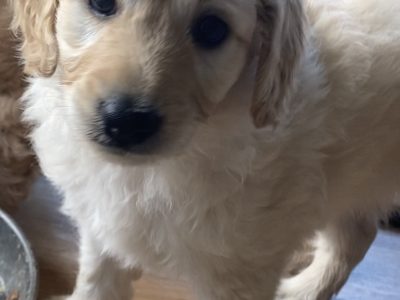 Mini Groodles for sale