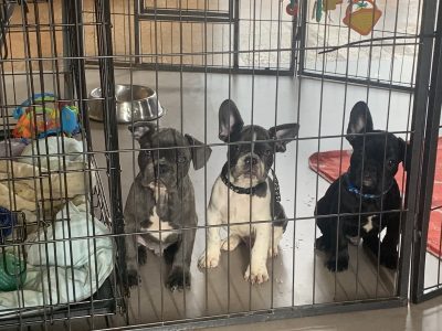 Beautiful French Bulldog puppies