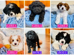 F2 Cavoodle Puppies 1st May! DNA Health Clear