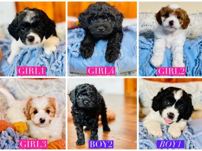 F2 Cavoodle Puppies 1st May! DNA Health Clear