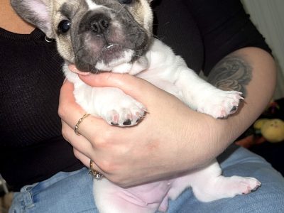 Beautiful French Bulldog puppies for sale