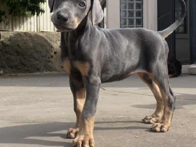 BLUE PUREBRED DOBERMAN AMERICAN X EUROPEAN