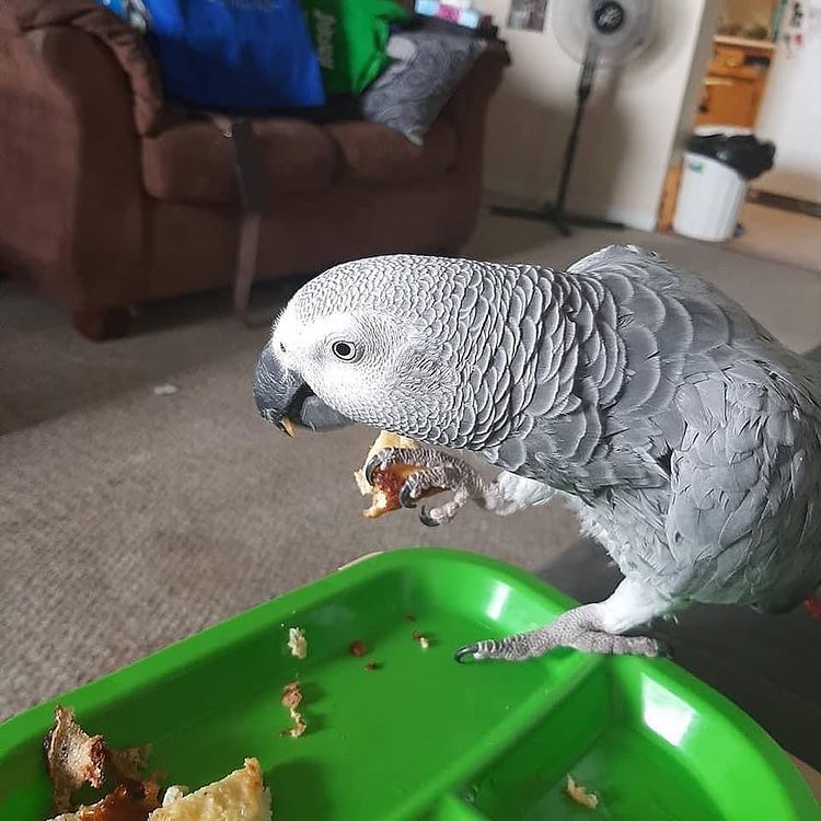 Tame African Grey Parrot