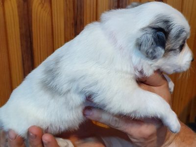 Border Collie Puppies