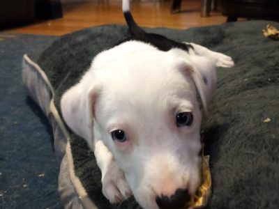 Border Collie Puppy for sale