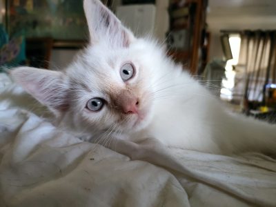 Pure bred Ragdolls boys