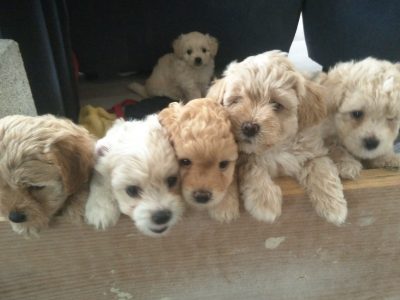 Maltese Shih-Tzu / Poodle X pups