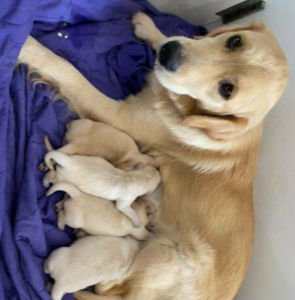 Golden Retriever Purebred Puppies