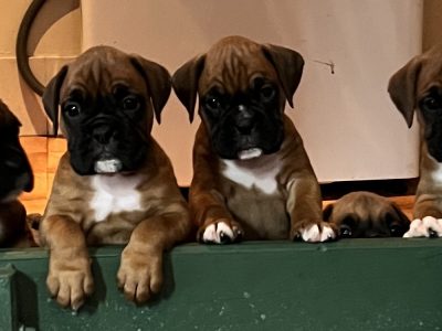 Boxer – Janelle Caughley