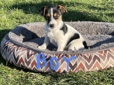 Pure Bred Jack Russell Terrier Tricoloured
