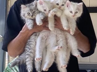 Chinchilla (Persian) x Turkish Angora Kittens