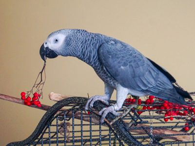 Super Friendly young African Grey for sale