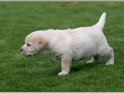 M/F Adorable Labrador Retriver puppies Ready Now