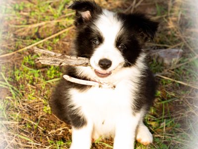 Pure bred border collie long coat pups for sale