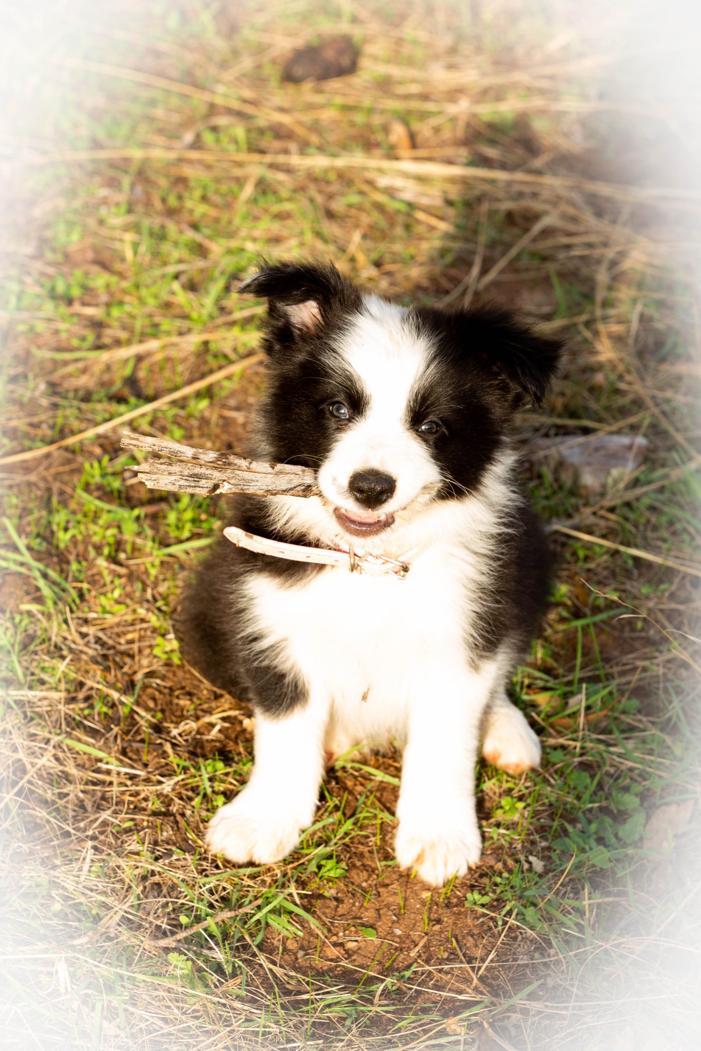 Pure bred border collie long coat pups for sale