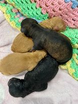 Perfect Cavoodle Puppies - only two left