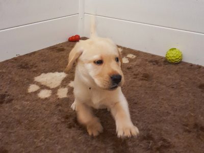 Labrador puppies