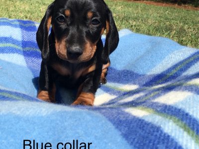 Miniature dachshund puppy, last one left!