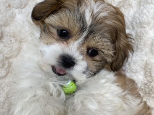Shih Tzu Maltese puppy 8 weeks , Vaccine, Micro