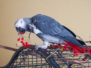 Super Friendly young African Grey for sale