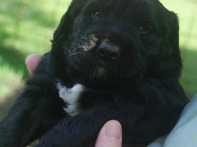 BorderDoodle puppies