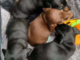 Adorable 😍Miniature Shorthaired Dachshund Puppies