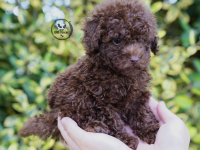 Toy Poodle Puppy