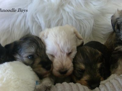 Schnoodle’s – Schnauzer X Miniature Poodle