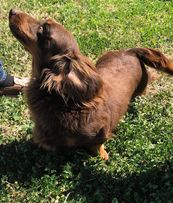 Beautiful Longhaired Dachshunds