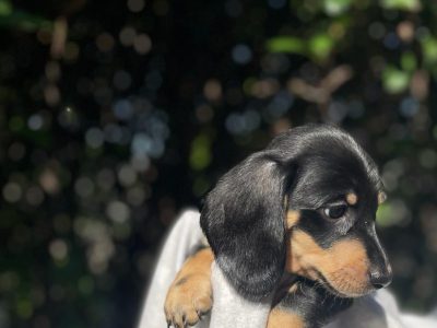 Minature Dachshunds Puppies – Purebred