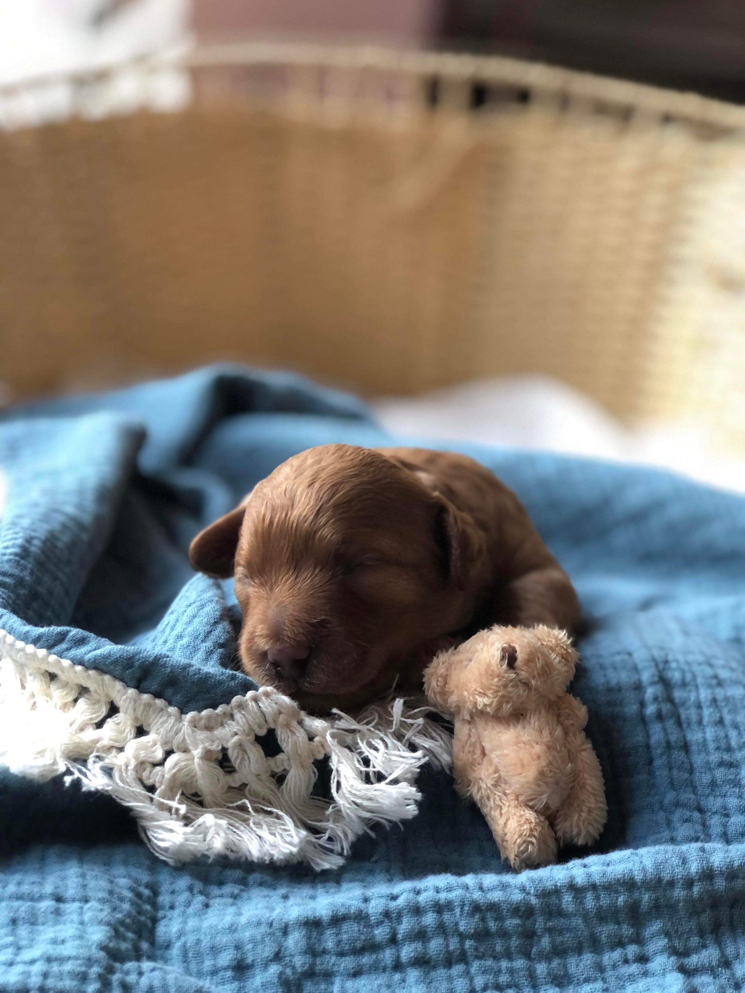 Perfect Cavoodle Puppies - only two left