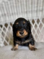 Beautiful Longhaired Dachshunds
