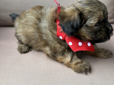 SHMOODLES – Toy size – ready to go April 24th