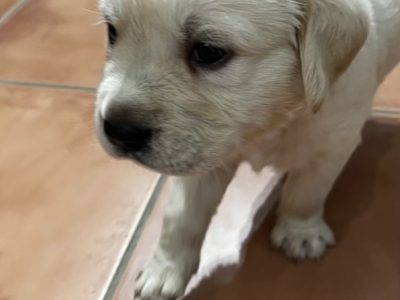 Labrador x Golden Retriever (Goldador) Pups