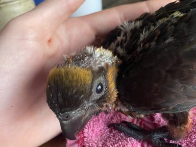Hand-raised red phase dusky lory
