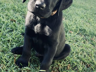 READY NOW Purebred Labradors