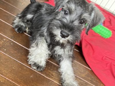 Miniature Schnauzer puppies
