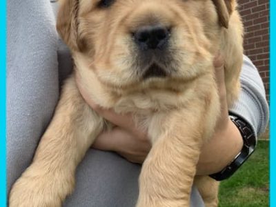 Purebred Golden Retriever puppies