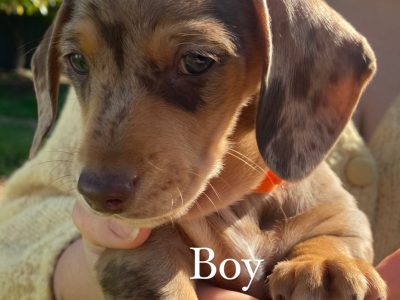 Purebred Miniature Dachshund Puppies