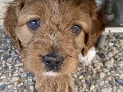 2 Male Cavoodle Pups