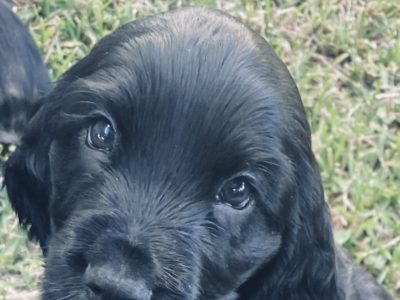 cocker spaniel pups