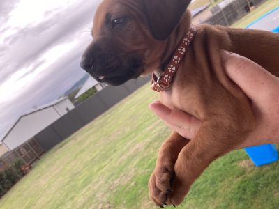 Purebred Rhodesian Ridgeback Puppies