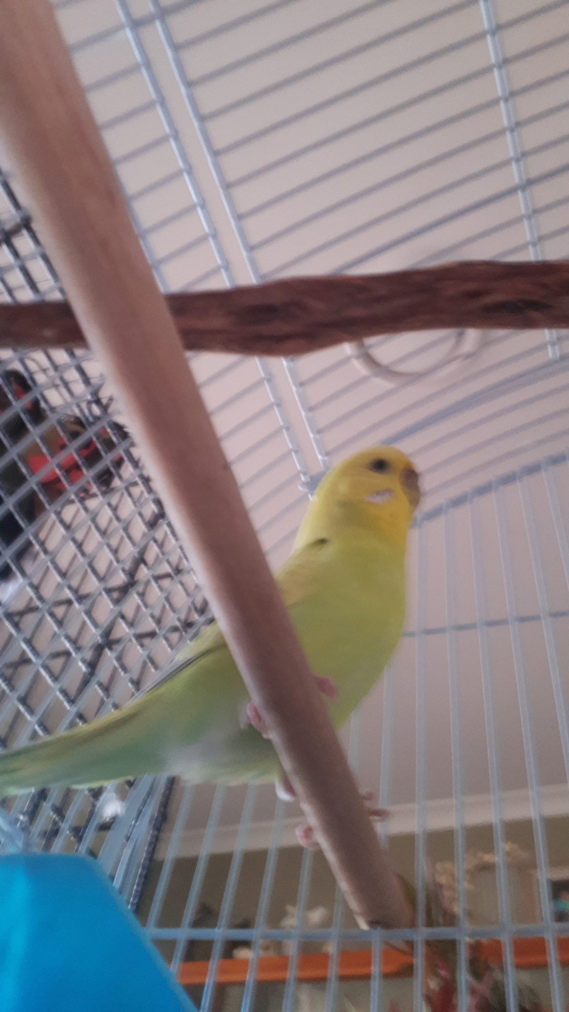 Yellow and lime female budgie