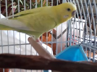 Yellow and lime female budgie