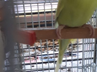 Yellow and lime female budgie