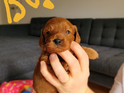 Cavoodles 1st generation